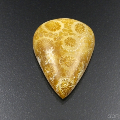 Камень агатизированный Коралл натуральный 19.05 карат арт 9721