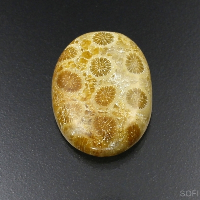 Камень агатизированный Коралл натуральный 23.75 карат арт 2675